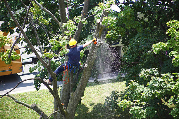 Seasonal Cleanup (Spring/Fall) in White Bear Lake, MN